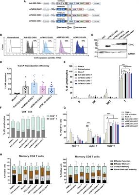 Development of a Novel Anti-CD19 CAR Containing a Fully Human scFv and Three Costimulatory Domains